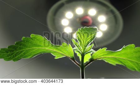 Bottom View Of Growing Marijuana Seedlings Filling With Life Under The Light Of An Led Lamp, Growing