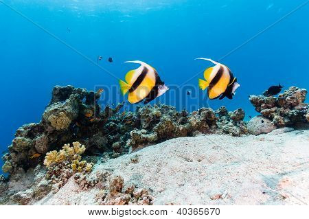 Dvojice Bannerfish plavat přes tropické korálový útes