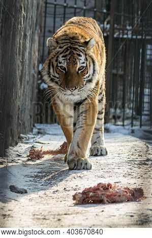 Feeding Meat To A Tiger In The Zoo. A Tiger In A Cage At The Zoo Is Going To Have Lunch. The Gracefu