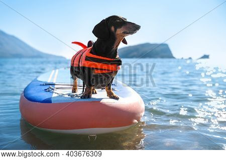 Cute Dachshund Dog Wearing Orange Life Jacket Standing On Sup-board As Skilled Surfer On Sea Water O