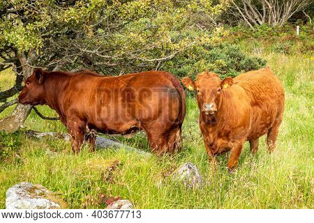 Brown Cows Sranding In A Donegal Field - Ireland