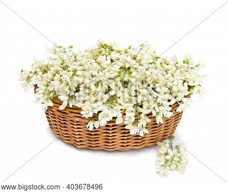 Bloom White Acacia ( Robinia Pseudoacacia ) In The Basket  On White Background
