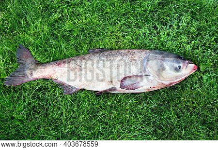 Freshly Caught Fish Silver Carp ( Hypophthalmichthys Molitrix ) On The Green Grass