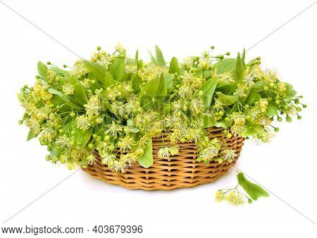Blooming Linden (tilia) In The Basket On White Background