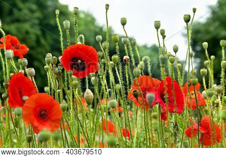 Red Poppies (common Names: Common Poppy, Corn Poppy, Corn Rose, Field Poppy, Flanders Poppy, Red Pop