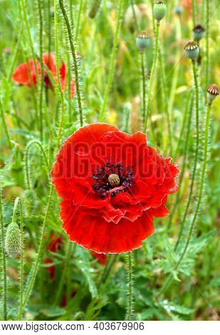Red Poppy Flowers (common Names: Common Poppy, Corn Poppy, Corn Rose, Field Poppy, Flanders Poppy, R