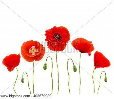 Red Poppies (common Names: Common Poppy, Corn Poppy, Corn Rose, Field Poppy, Flanders Poppy, Red Pop