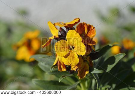 Orange Wallflower - Latin Name - Erysimum Cheiri