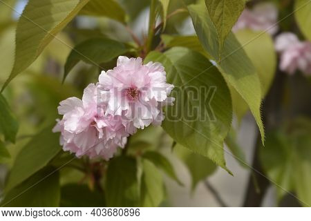 Japanese Flowering Cherry Kanzan - Latin Name - Prunus Serrulata Kanzan