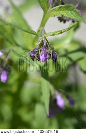 Common Comfrey - Latin Name - Symphytum Officinale