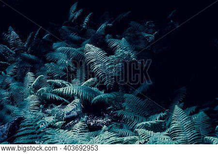 Tidewater Green Fern For Background. Beautiful Monochrome Leaves For The Background. Tidewater Green