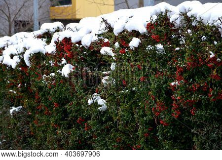 Is A Thorny, Evergreen Shrub Of Compact And Tidy Habit With Glossy, Oval, Dark Green Leaves. In Late