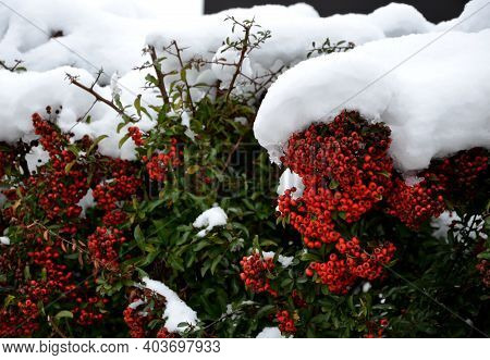 Is A Thorny, Evergreen Shrub Of Compact And Tidy Habit With Glossy, Oval, Dark Green Leaves. In Late