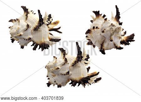 Sea Shell Of Brown-white Color With Sharp Spikes Of Unusual Shape Isolated On A White Background. A 