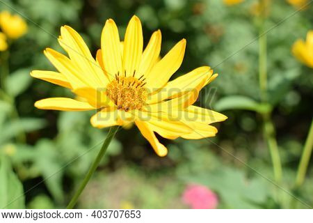 Yellow Flowers. Blooming Flowers In The Garden. Heliopsis. Sunflower Family. Yellow Daisy Flowers. C