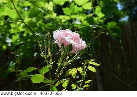 Pink Rose Flower With Buds On Sun On Green Background. Rosarium, Pink Rose Garden. Blooming Pink Ros
