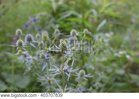 Blue Echinops Sphaerocephalus, Globe-thistle, Close-up, Selective Focus, On Blurred Natural Green Ba