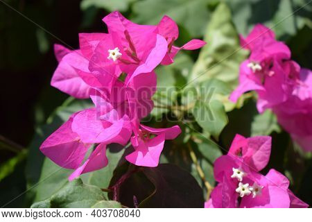 Lesser Bougainvillea (bougainvillea Glabra), Bougainvillea Flowers Close-up, Macro, View. Bougainvil