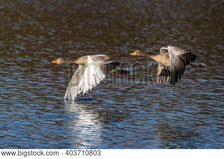 The Greylag Goose, Anser Anser Is A Species Of Large Goose In The Waterfowl Family Anatidae And The 