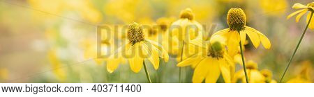 Closeup Of Nature Yellow Flower On Blurred Gereen Background Under Sunlight With Bokeh And Copy Spac