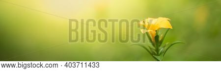 Closeup Of Nature Yellow Flower On Blurred Gereen Background Under Sunlight With Bokeh And Copy Spac