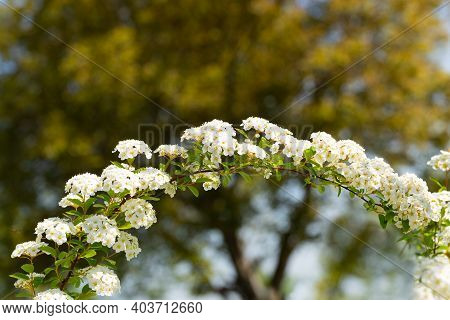 Beautiful Flowering Spirea Twigs In The Garden