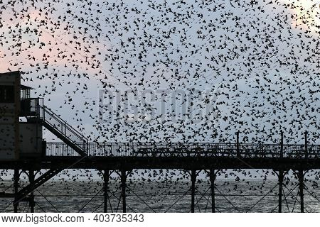 A Flock Of Starlings Filling The Sky Around Aberystwyth Pier