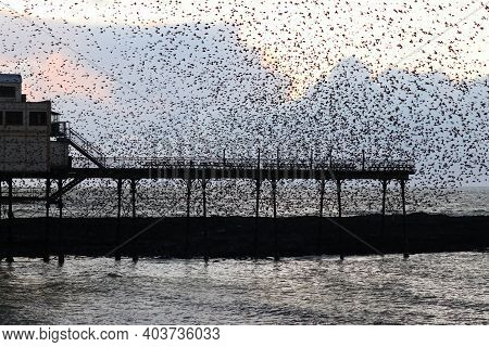 A Murmuration Of Starlings Gathering Around Aberystwyth Pier