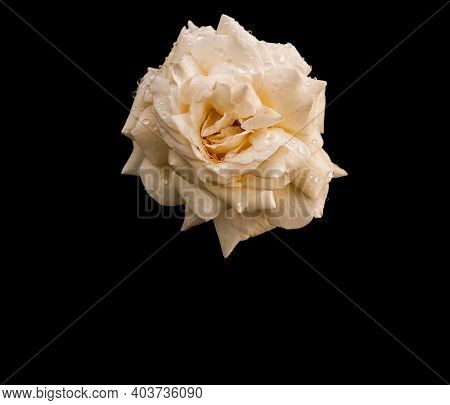 White Rose With Raindrops On Black Background