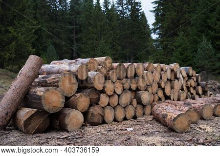 Responsibly Removing A Dead Trees. Ecological Problem In Europe, Dead Pine Forest Destroyed By Woodw