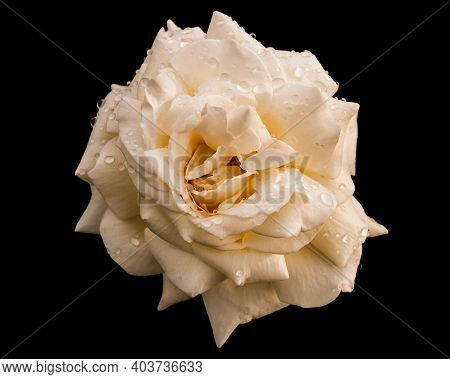White Rose With Raindrops On Black Background