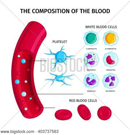 Blood Cells Types Infographics With Closeup View Of Red Pipe Arteria With Round Icons And Text Vecto