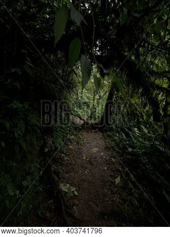 Panorama View Of Green Nature Hiking Trail Path In Tropical Rain Cloud Forest Mindo Valley Jungle Na