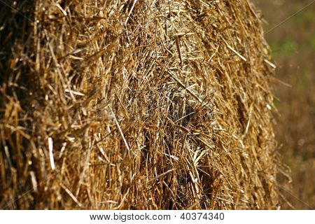 Hay Bale