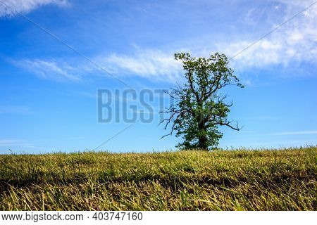 Alone Tree On The Green Meadow Under Clowdy Sky. One Big Tree On Green Field. Lonely Tree On The Blo