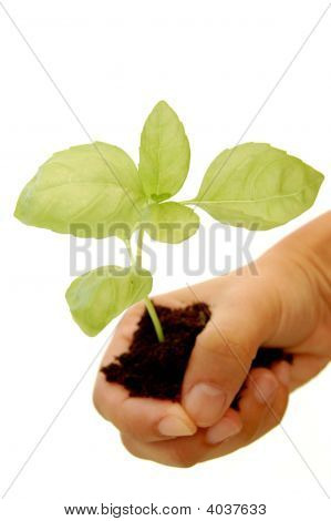 Růst koncept
