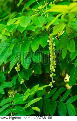 Branches Of Caucasian Walnut Or Pterocarya Fraxinifolia Tree. Family Juglandaceae In Park Or Garden.