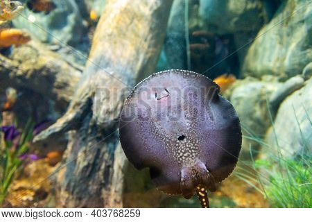 Potamotrygon Yepezi Or River Ramp Fish In Aquarium.
