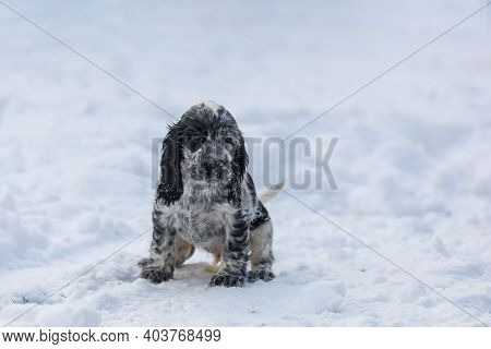 Cute Small Pure Breed Dog English Cocker Spaniel, Puppy In Snowy Winter Garden. Breeding Station, De