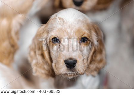 Small Dog, Cute Purebred English Cocker Spaniel Puppy On Breeding Station, Descendants Of European C