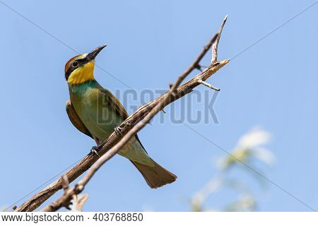 European Bee Eater, Merops Apiaster. Common Bee-eater Bird On Branch.