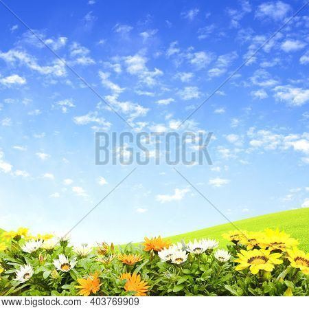 First spring wildflowers yellow, white and orange Adonis vernalis (Pheasant's eye). Sunny spring background flowers on flowerbed. Horizontal summer banner with False hellebore flower
