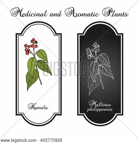 Red Kamala Or Kumkum Tree Mallotus Philippensis , Medicinal Plant. Hand Drawn Botanical Vector Illus