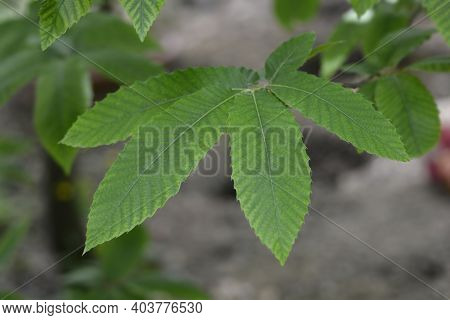 American Chestnut Leaves - Latin Name - Castanea Dentata