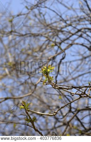 Common Catalpa New Leaves - Latin Name - Catalpa Bignonioides