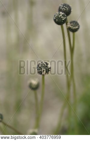 Common Globularia Seed Head - Latin Name - Globularia Punctata