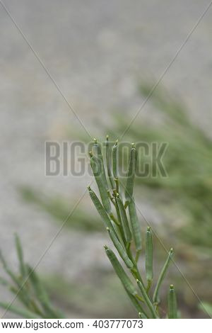 Alpine Wallflower Seed Pods - Latin Name - Erysimum Cheiri