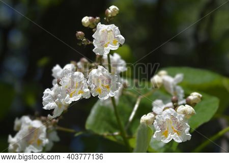 Common Catalpa Flowers - Latin Name - Catalpa Bignonioides