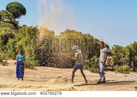 Gondar, Ethiopia - Feb 06, 2020: Ethiopian Peasants Working In The Fields During The Harvest, Thresh