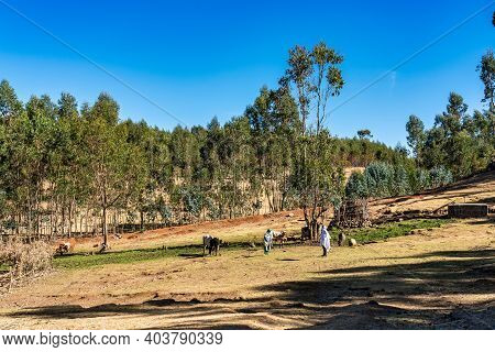 Gondar, Ethiopia - Feb 07, 2020: Agricultural Population Working On The Farms Between Gondar And The